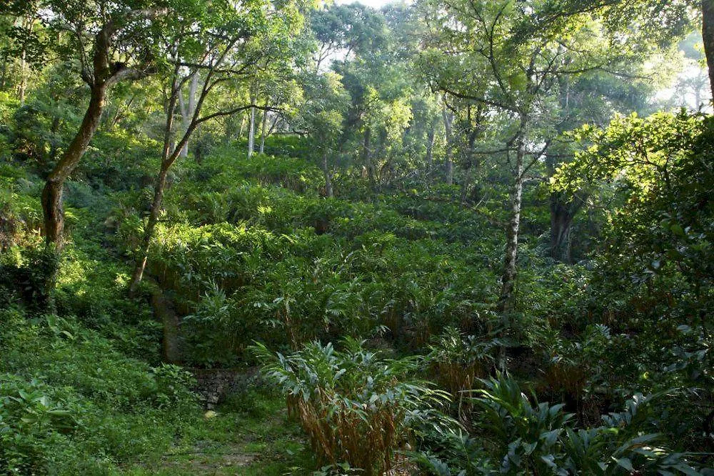 Blue Bells Valley Resort Munnar
